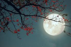 lune à travers les branches